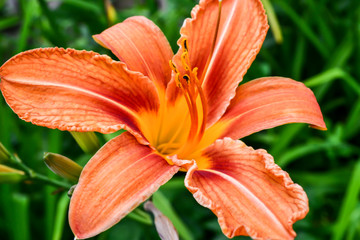 Fototapeta premium Flowering Orange Tiger Lily