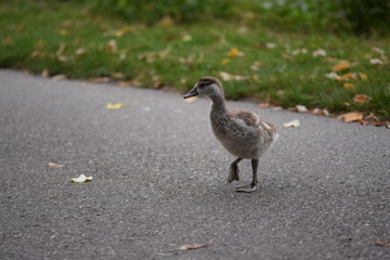 Nilgans Küken überquert vorsichtig den Gehweg, am Rheinufer in Bad Säckingen