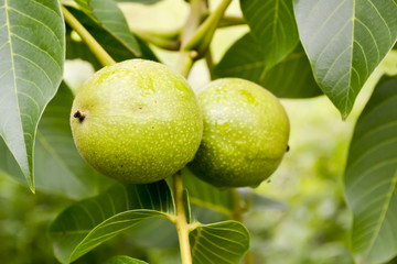 The common walnut in growth.Green walnuts on the branches of a tree.Green walnuts