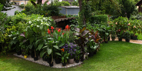 Fototapeta na wymiar Secluded and Cosy Little Patio area in the urban citygarden with a wooden seating area and lots of green plants in planters such as brugmansia, Canna and climbers