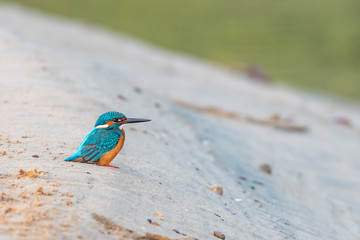 Kingfisher blue bird