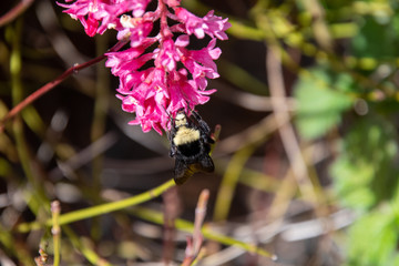 A picture of a yellow-faced bumblebee collecting some nectar.  Vancouver BC Canada