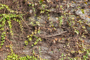 Natural green leaf and vine on concrete wall