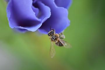 Bienchen auf blauem Hibiskus mit grünem Hintergrund © Marlise Gaudig