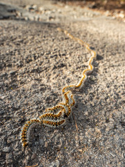 Hairy tropical caterpillars crawling in row on path