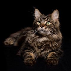 Cat Maine Coon brown blotched tabby