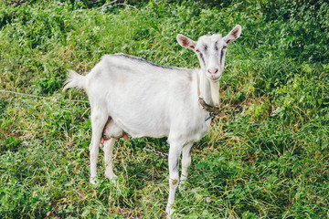 Naklejka na ściany i meble Gray goat with horns.white goat on the farm.Domestic goats in the pasture