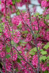 A picture of a Bombus Ternarius collecting some nectar.  Vancouver BC Canada