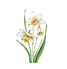 Naklejka na ściany i meble Watercolor white daffodil. Realistic narcissus plant isolated on white. Three flowers and leaves. Botanical floral illustration for wedding design, Easter cards, cosmetics, advertising