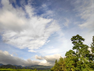 The green trees top in forest blue sky and sun beams shining through leaves