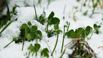 Klee im Schnee, erster Schnee, Trifolium repens