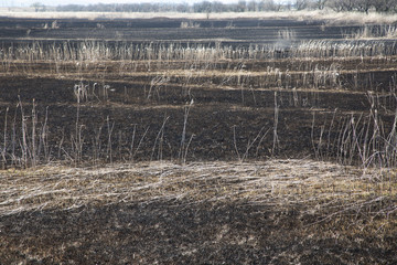 草原の焼け跡の風景