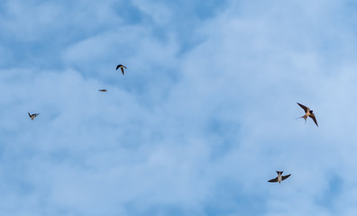 hirondelles