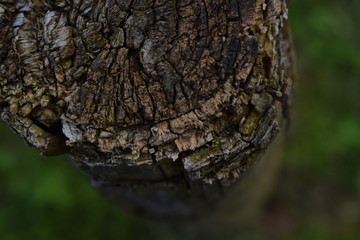 Natur Pur - Holz Pfosten verwittert, Hintergrund Design 