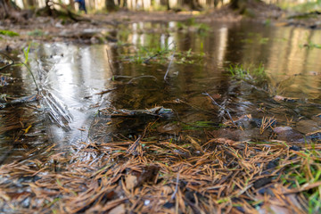 Lakes are freed from ice and flooded areas in early spring in the parks of St. Petersburg.