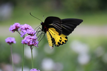 the beautiful black and yellow butterfly on verbena flower