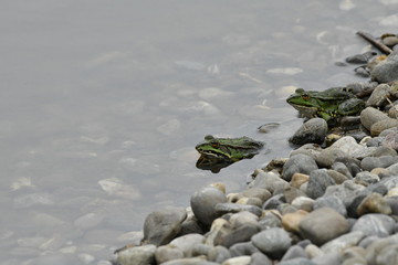 Pärchen Fotoshooting - Zwei Frösche im Teich