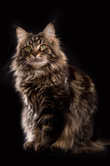 Cat Maine Coon brown blotched tabby
