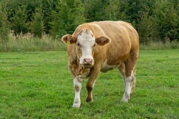Naklejka na ściany i meble Cows feeding on the grass on the pasture or meadow. Czech Republic