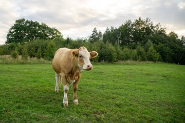 Fototapeta na wymiar Cows feeding on the grass on the pasture or meadow. Czech Republic