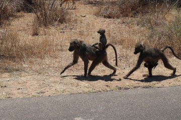 monkey family in national park