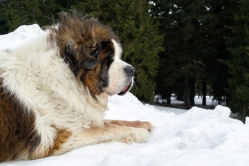 Saint Bernard dog lying on the snow on hill during winter. Slovakia
