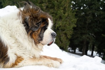Naklejka na ściany i meble Saint Bernard dog lying on the snow on hill during winter. Slovakia