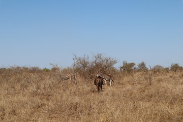 elephants in south africa