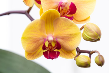 Fototapeta na wymiar Orchidea phalaenopsis gialla