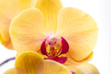 Orchidea phalaenopsis gialla