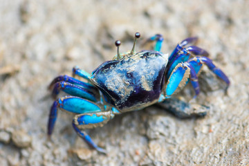 Blue Fiddler crab on muddy ground