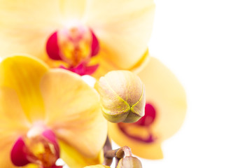 Orchidea phalaenopsis gialla