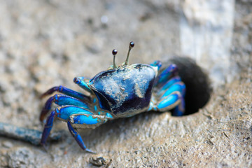 Blue Fiddler crab on muddy ground
