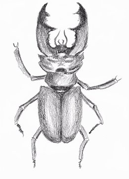 Deer beetle. Illustration on a white background.