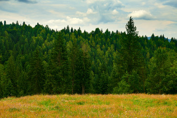 Obraz premium nature, summer landscape in carpathian mountains, wildflowers and meadow, spruces on hills, beautiful cloudy sky