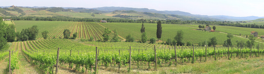 Fototapeta na wymiar Weinanbau in Hügellandschaft, Toskana, Italien, Europa, Panorama