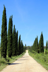 Zypressen (Cupressus) Allee mit Weg, Toskana, Italien, Europa