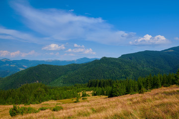 Fototapeta na wymiar wild nature, summer landscape in carpathian mountains, wildflowers and meadow, spruces on hills, beautiful cloudy sky