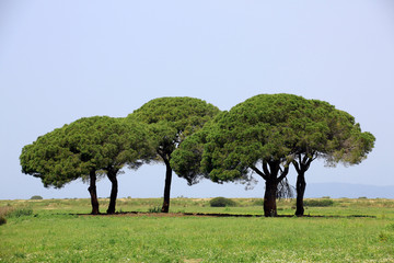 Pinie (Pinus pinea) Baumgruppe in Landschaft, Toskana, Italien, Europa