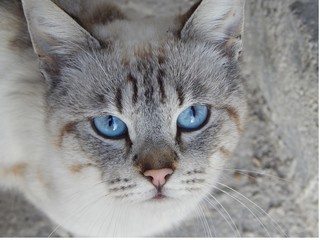 MIRADA CALLEJERA