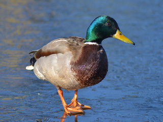 duck on ice in early spring