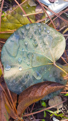 autumn leaves with dew drops