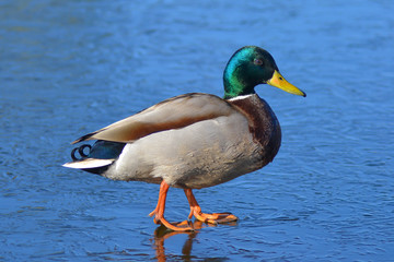 duck on ice in early spring
