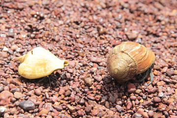 2 hermit crabs in orange shells, walking on orange pebbles at the beach