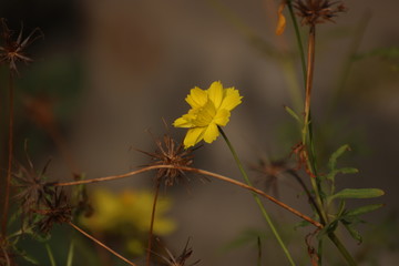 yellow flower