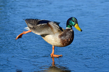 duck on ice in early spring