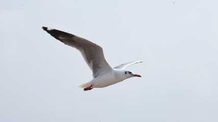 Seagull flying for prey on the coast