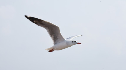 Fototapeta na wymiar Seagull flying for prey on the coast