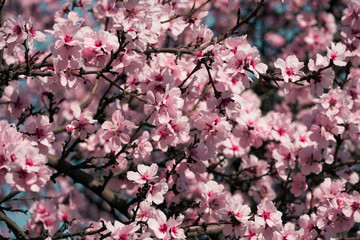 bright pink and white flowers on trees, blooming, spring landscape, beautiful background