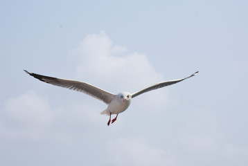 Seagull flying for prey on the coast
